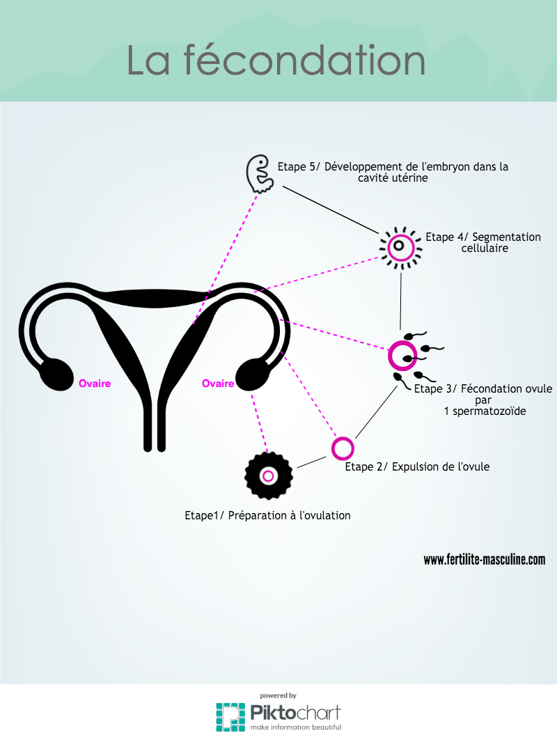 comprendre la fécondation en 5 étapes Le mécanisme de la fécondation expliqué en 5 étapes